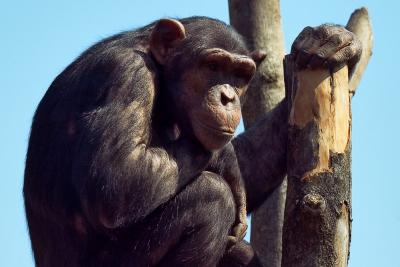 pb06chimpanzee.jpg