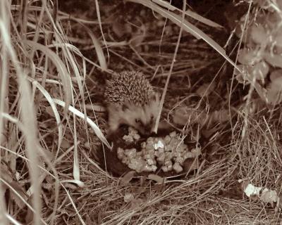 pb17hedgehog.jpg