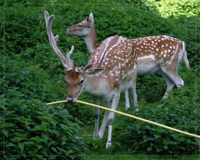 pb24deer.jpg