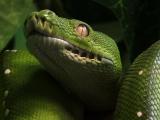 pb08python.jpg