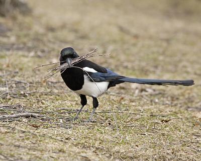 black-billed magpie 2434
