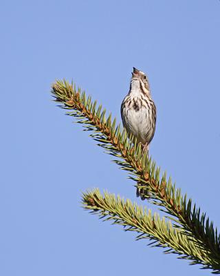 song sparrow 3906