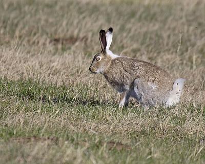 white-tailed jackrabbit 3951