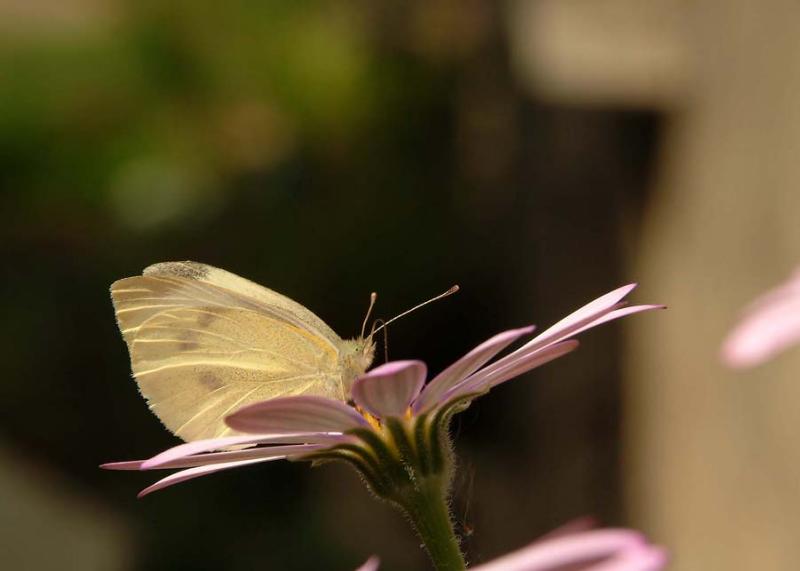 Feeding butterfly