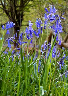 Bluebells