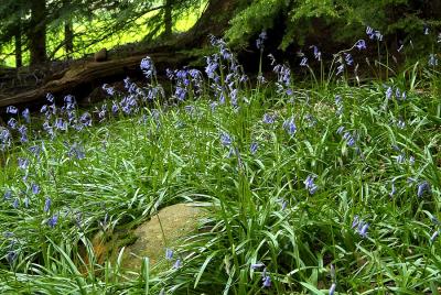 An island of blue among the conifers
