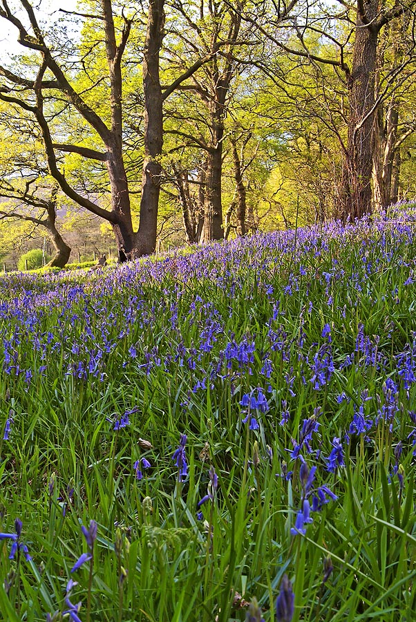 Spring, 2005