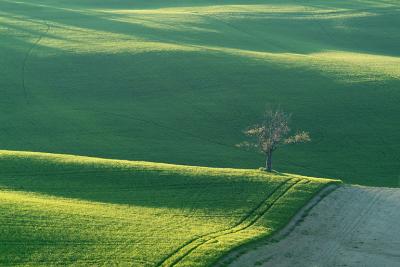 Green on Green in Pesaro's Hills