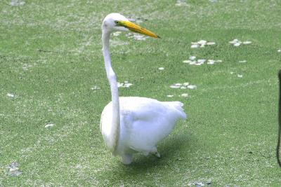 Great Egret at Wakodahatchee Wetlands