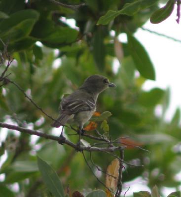 Thick-billed Vireo