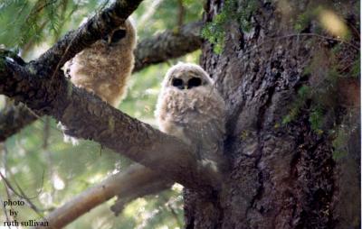 young Spotted Owl