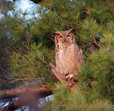 Mother owl babysitting