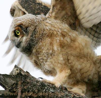 Owlet