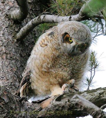 Owlet