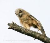 Owlet