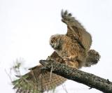 Owlet stretching wings