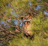 Adult owl is always perched in a nearby tree within eye-sight of the baby owl.