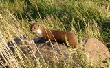 Weasel