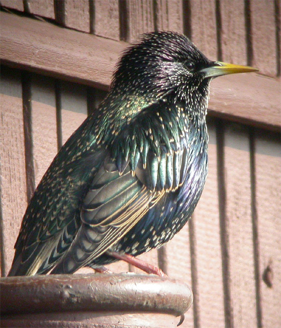 Starling