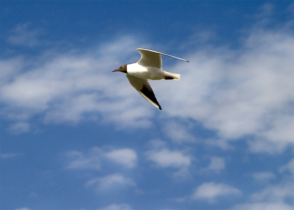 Harwich Gull 8x.jpg