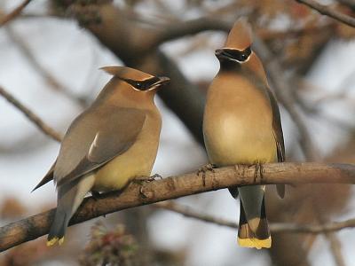 Cedar Waxwing 02