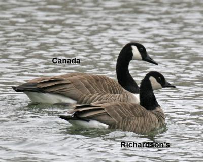 Richardsons Cackling Goose 02