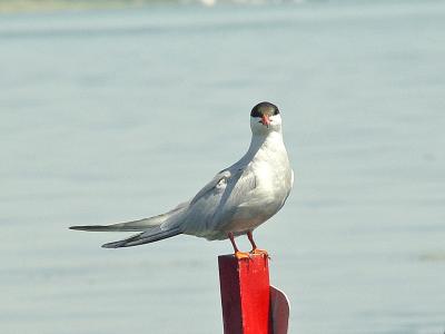 Common Tern 01