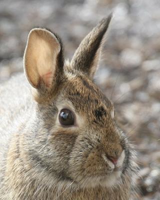 Rabbit 02