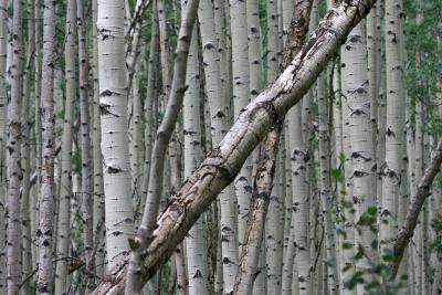 u18/grompem/medium/32938430.snowmasssnowmass16.jpg