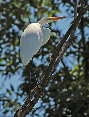 Getting a Bird's Eye View