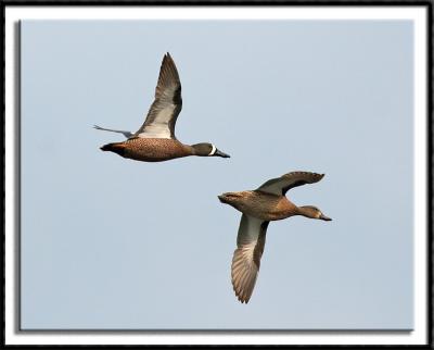 Blue Winged Teal In Flight