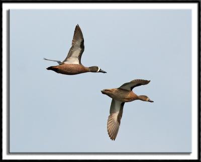 Blue Winged Teal In Flight