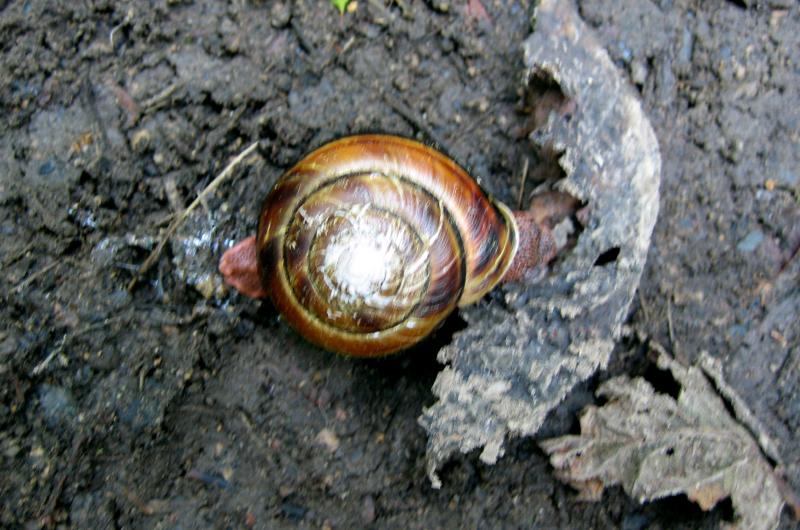 Snail