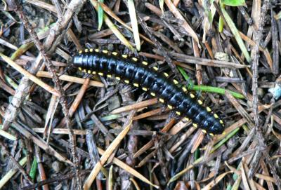 Yellow-Spotted Millipede