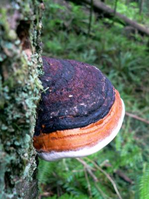 Fungus