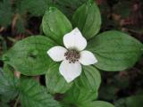 Bunchberry Dogwood