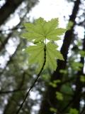 Young Vine Maple