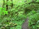 Green Canopy