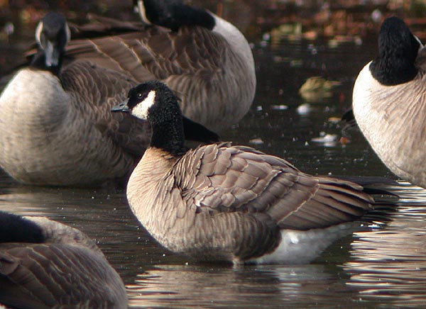 Cackling Goose or Lesser Canada Goose