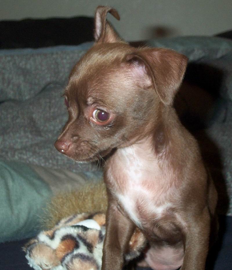 Gypsy 10wks