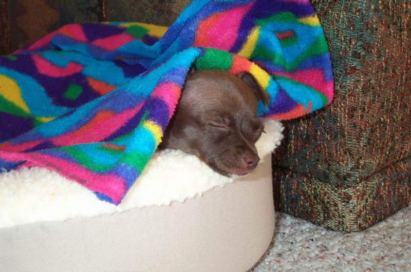 Gypsy 7wks 1day
