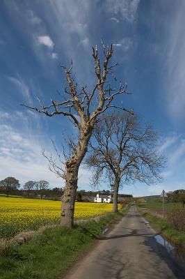 The Dronley Road.