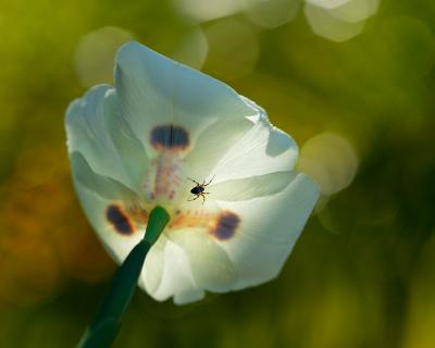 Flower & Spyder
