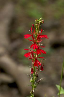 Cardinal-flower (Lobelia cardinalis)