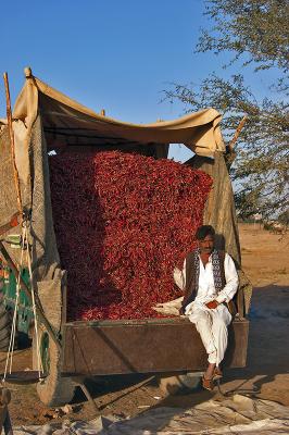 Chili Pepper Vendor