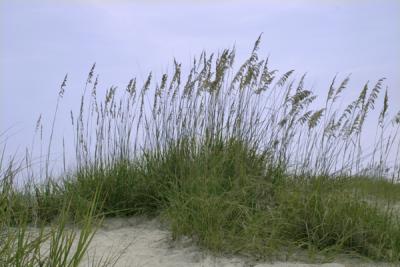 Sea Oats in the Morning