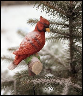 Suburbanwildlife2