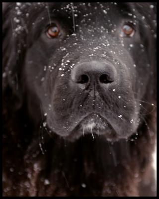 Mojosnowynose