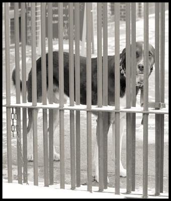 Tiedupdog