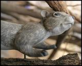 Suburbanwildlife1